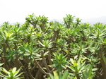 27869 Plant at Mirador Morro Velosa.jpg